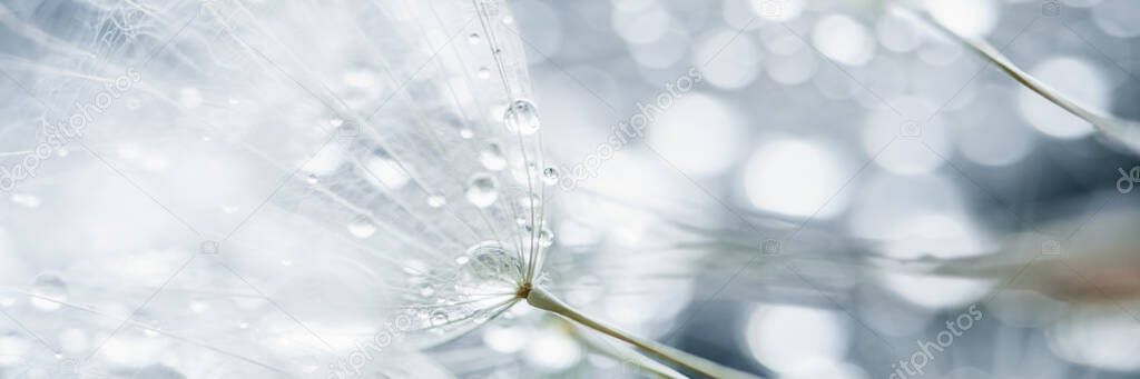 Macro nature. Beautiful dew drops on dandelion seed macro. Beautiful soft background. Water drops on parachutes dandelion. Copy space. soft focus on water droplets. circular shape, abstract background