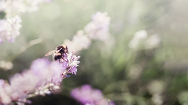 Honung Pollinerar Lavendelblommor Växtförfall Med Insekter Solig Lavendel Lavendel Blommor — Stockfoto