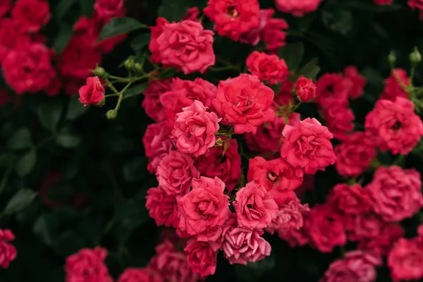 Anbud Röda Rosor Bakgrund Närbild Makro Sommarblomma Selektivt Fokus Glad — Stockfoto