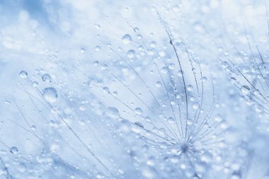 Makro doğa soyut arka plan. Karahindiba tohumlu makronun üzerine çiy damlaları düşer. yumuşak arka plan. Su paraşüt karahindiba üzerine düşer. Uzayı kopyala Su damlacıklarına odaklanın. dairesel şekil