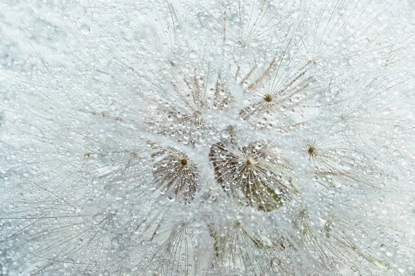 Makro Natur Abstrakten Hintergrund Schöne Tautropfen Auf Löwenzahn Makro Weicher — Stockfoto