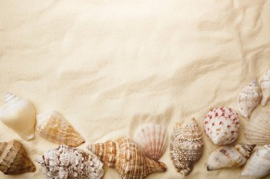 Deniz kabukları ve deniz yıldızı. Yaz tatili geçmişi ve mesaj için yeri var. Kum tepeleri ve çeşitli deniz kabukları olan kumlu arka plan manzarası. Yaz kartı