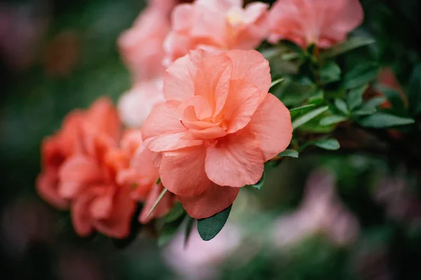 Blooming Híbrido Azalia Rhododendron Hibrida Seleção Uma Estufa Fundo Flor — Fotografia de Stock