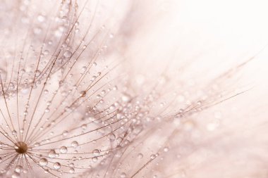 Makro doğa soyut arka plan. Karahindiba tohumlu makronun üzerine çiy damlaları düşer. yumuşak arka plan. Su paraşüt karahindiba üzerine düşer. Uzayı kopyala Su damlacıklarına odaklanın. dairesel şekil