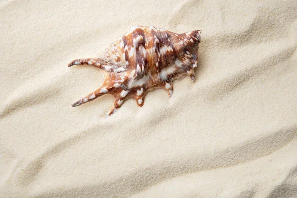 貝殻やヒトデが砂の上に テキストのためのスペースと海の夏休みの背景 砂丘や様々な貝殻の砂の背景の上からの眺め 夏カード — ストック写真