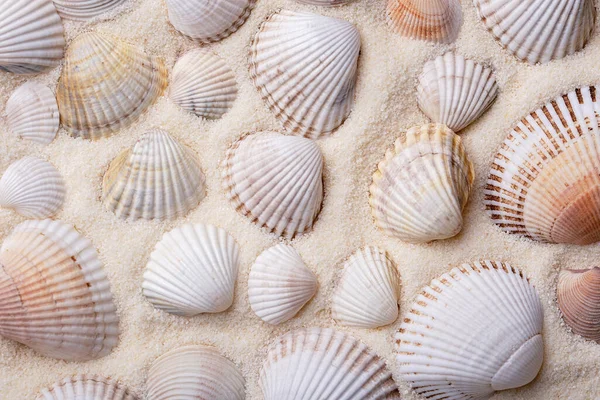 貝殻やヒトデが砂の上に テキストのためのスペースと海の夏休みの背景 砂丘や様々な貝殻の砂の背景の上からの眺め 夏カード — ストック写真
