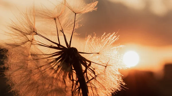 Πικραλίδα Ηλιοβασίλεμα Ελευθερία Εύχεσαι Πικραλίδα Σιλουέτα Χνουδωτό Λουλούδι Στο Ηλιοβασίλεμα — Φωτογραφία Αρχείου