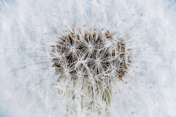 Macro Naturaleza Fondo Diente León Libertad Para Desear Silueta Diente — Foto de Stock