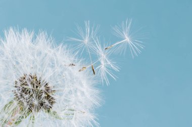 Macro karahindiba esiyor, mavi gökyüzü arkaplanı. Dilek Özgürlüğü. Tohum makrosu yakın plan. Hoşça kal Summer. Umut ve rüya kavramı. Kırılganlık. İlkbahar. Yumuşak odaklanma. Makro doğa. soyut arkaplan