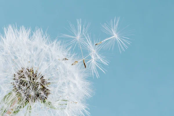 Macro Dente Leone Che Vola Sfondo Cielo Blu Libertà Desiderio — Foto Stock