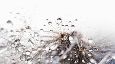 Makro doğa soyut arka plan. Karahindiba tohumlu makronun üzerine çiy damlaları düşer. yumuşak arka plan. Su paraşüt karahindiba üzerine düşer. Uzayı kopyala Su damlacıklarına odaklanın. dairesel şekil