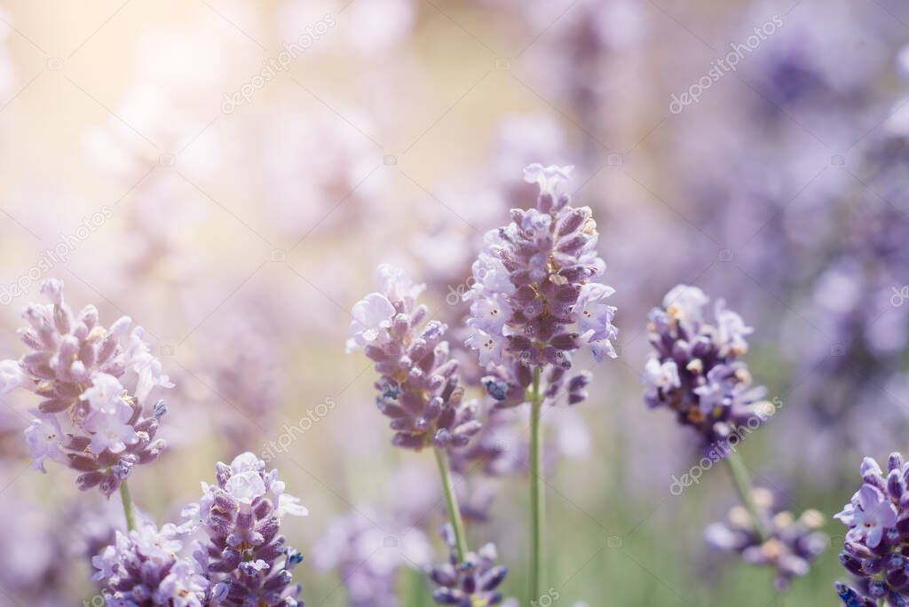 Close-up macro image lavender flowers. Plant decay with insects., sunny lavender. Lavender flowers in field. Soft focus,