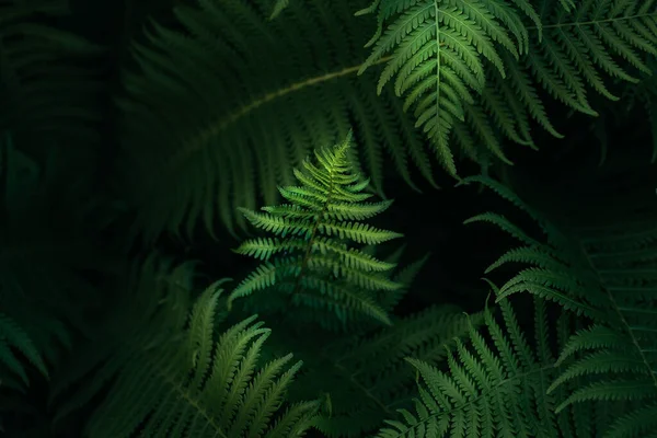 绿色蕨叶花瓣背景 生机勃勃的绿叶 热带树叶 异国森林植物 植物学概念 费恩丛林中密闭 丛林氛围与宁静禅定 — 图库照片