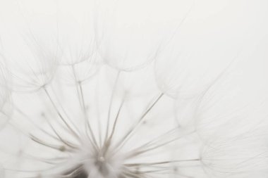 2026 Bulut Dansçısı Yılı Rengi. Makro karahindiba. Tohum makrosu yakın plan. Yumuşak odaklanma. Hoşça kal Summer. Umut ve rüya kavramı. Kırılganlık. İlkbahar