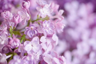 Pembe leylak çiçeklerinin yumuşak, pastel renkleri bir bahar akşamüstü sıcaklığını simgeleyen dingin ve rüya gibi bir kalite yaratıyor..