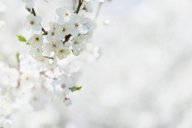 Narin beyaz çiçekleri ve yumuşak bulanık arkaplanı olan minimalist kiraz ağacı dalı bahar tasarımları ve mevsimlik temalar için idealdir.