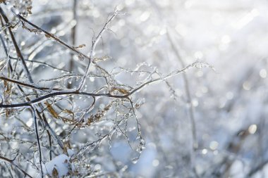 İklim ve Doğa Teması dallarında kış ayazı. Kış fırtınası ve dondurucu yağmurun yol açtığı buzla kaplı ağaç dallarına yakın çekim.