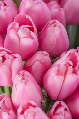 Bahar arka planı. 8 Mart, Uluslararası Kadınlar Günü. Anneler günü, sevgililer günü, doğum günü kutlaması konsepti. Tebrik kartı. Güzel pembe laleler buketi.