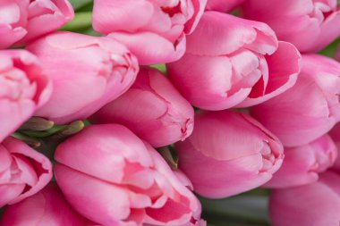 Bahar arka planı. 8 Mart, Uluslararası Kadınlar Günü. Anneler günü, sevgililer günü, doğum günü kutlaması konsepti. Tebrik kartı. Güzel pembe laleler buketi.