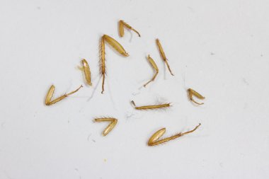 Bebek hamamböceği Ultra makro görüntü