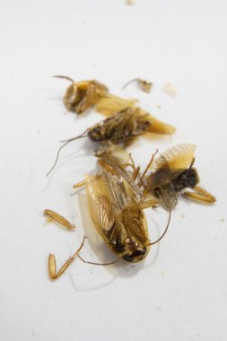 Bebek hamamböceği Ultra makro görüntü