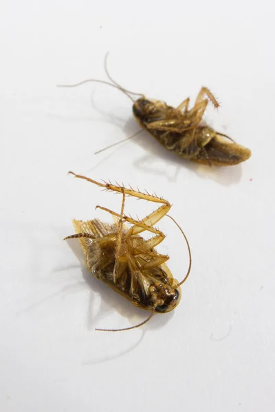Ultra Macro image of Baby Cockroach — Stock Photo, Image
