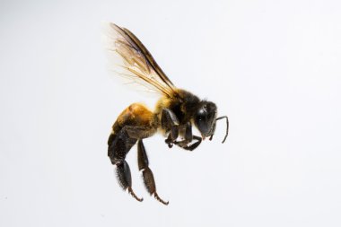 Arka plan üzerinde izole arı.