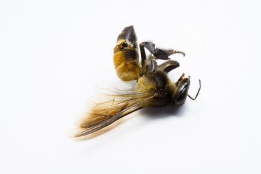 Arka plan üzerinde izole arı.