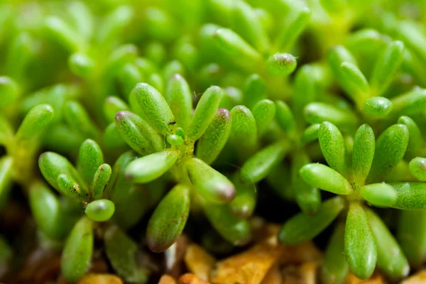 Pianta succulenta di Cactus . — Foto Stock