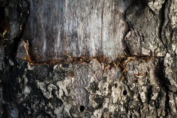 Textura del uso de madera de corteza como fondo natural — Foto de Stock