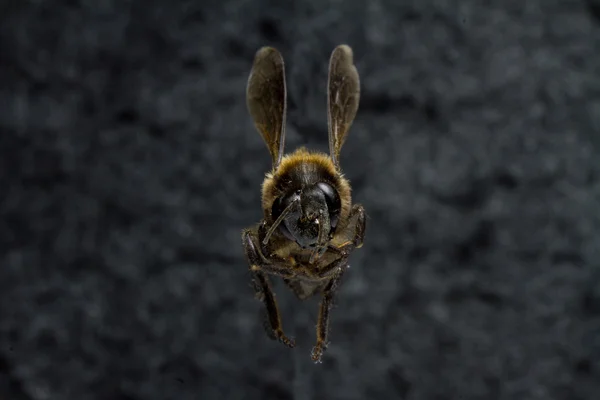 Abeja aislada en el fondo . — Foto de Stock