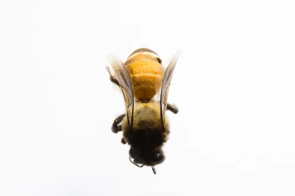 Biene isoliert im Hintergrund. — Stockfoto