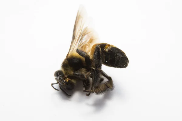 Bee isolated on the Background. — Stock Photo, Image