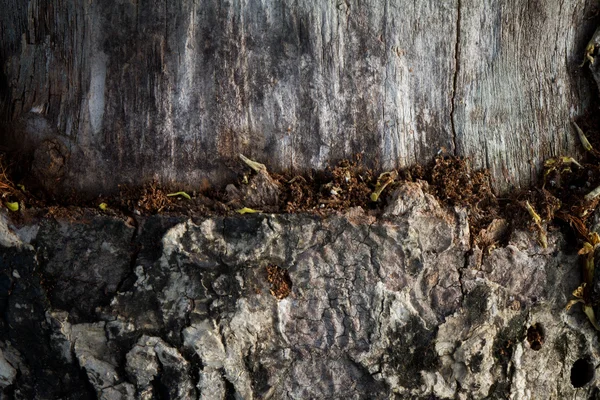 Texture of bark wood use as natural background — Stock Photo, Image