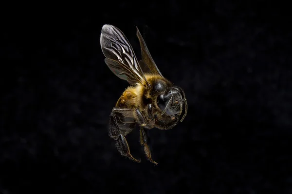 Пчела изолирована на фоне . Стоковая Картинка