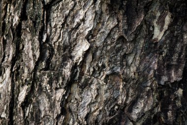 Ağaç kabuğunun doğal arkaplan olarak kullanımı