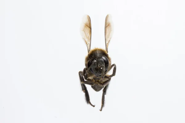 Пчела изолирована на фоне . — стоковое фото