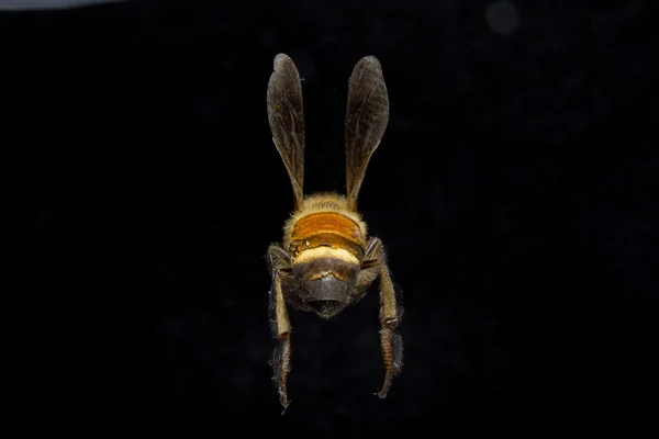 Pszczoła na białym tle na tle. — Zdjęcie stockowe