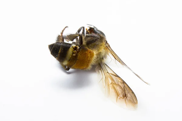 Pszczoła na białym tle na tle. — Zdjęcie stockowe