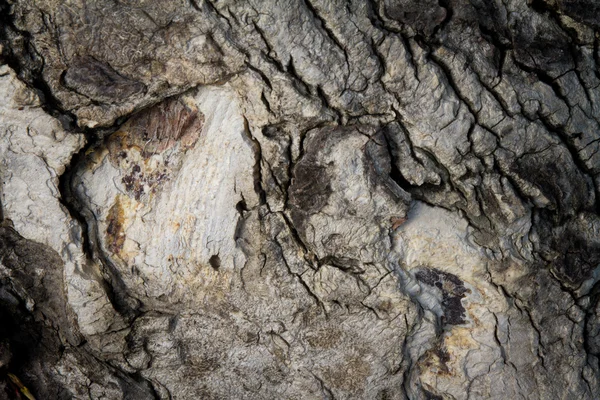 Textur des Rindenholzes als natürlicher Hintergrund — Stockfoto