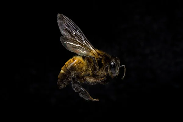 Пчела изолирована на фоне . Стоковое Фото