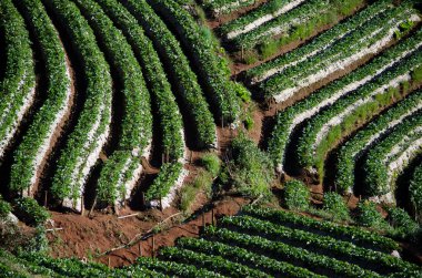 Tayland çilek alanları