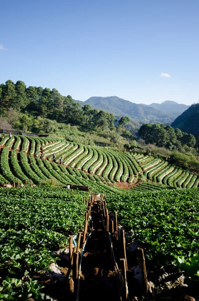 Strawberry fields in thailand — Stock Photo, Image
