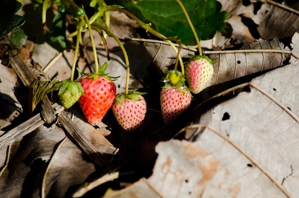 Erdbeerfelder in Thailand — Stockfoto