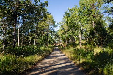 Orman ching Mai, Tayland