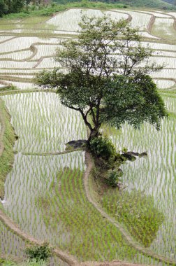 Pirinç Teras hasat sezonu açtı..