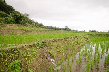 Pirinç Teras hasat sezonu açtı..