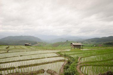 Pirinç Teras hasat sezonu açtı..