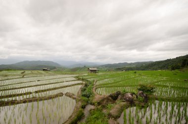 Pirinç Teras hasat sezonu açtı..