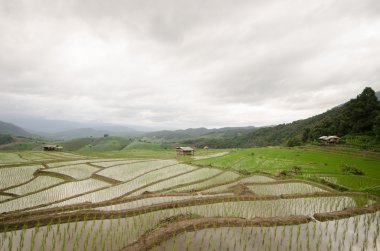 Pirinç Teras hasat sezonu açtı..